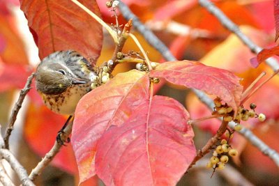Yellow-rumped Warbler eating poison ivy berries