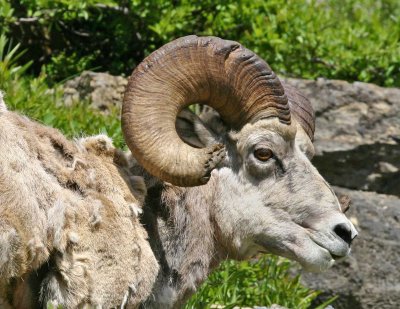 Bighorn ram