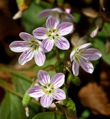 Spring Beauties (Claytonia virginia)