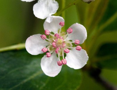 Black Chokeberry (Aronia melanocarpa)