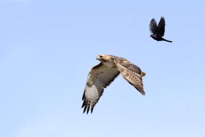 Grackle chasing Red-tailed Hawk