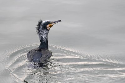 sized01_aalscholver.JPG