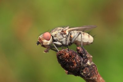sized_IMG_6267.JPG