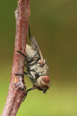 sized_IMG_6352.JPG