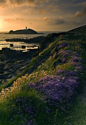 Cornish Wildflowers