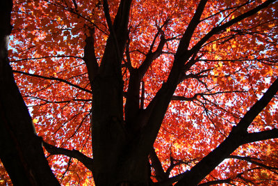 a late autumn