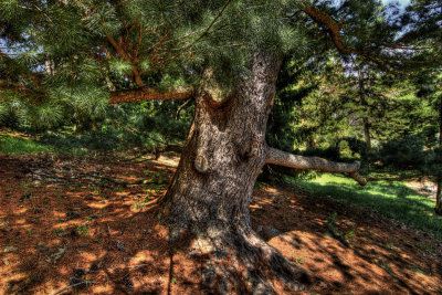 DSC_8501_tonemappedSM.jpg