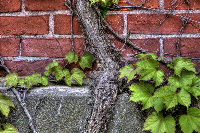 DSC_8842_tonemapped.jpg