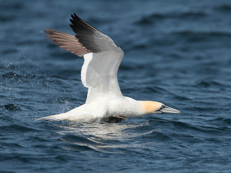 Gannet