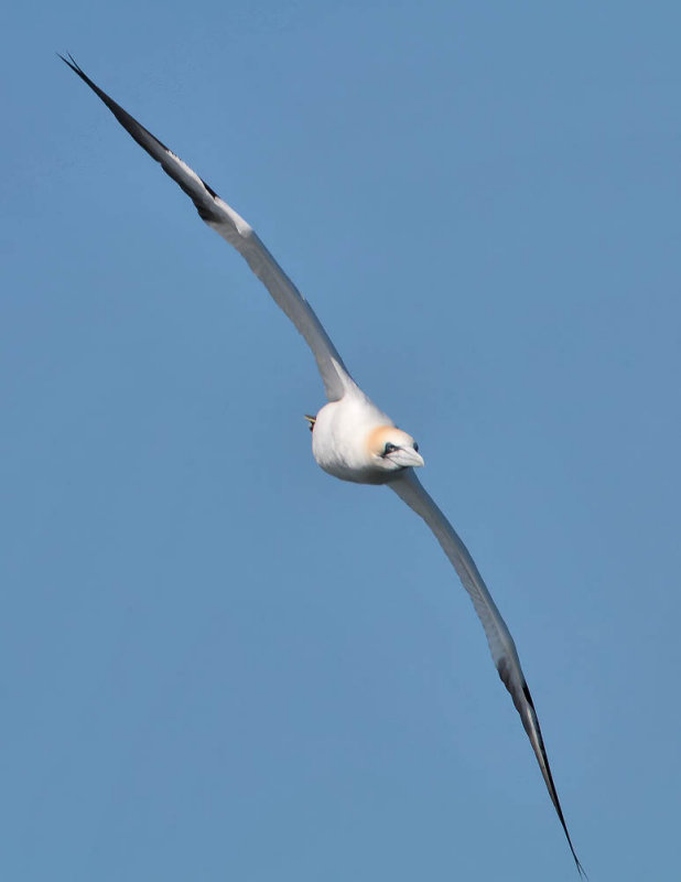 Gannet