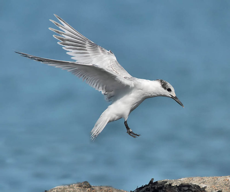 Sandwich Tern (juvenile)