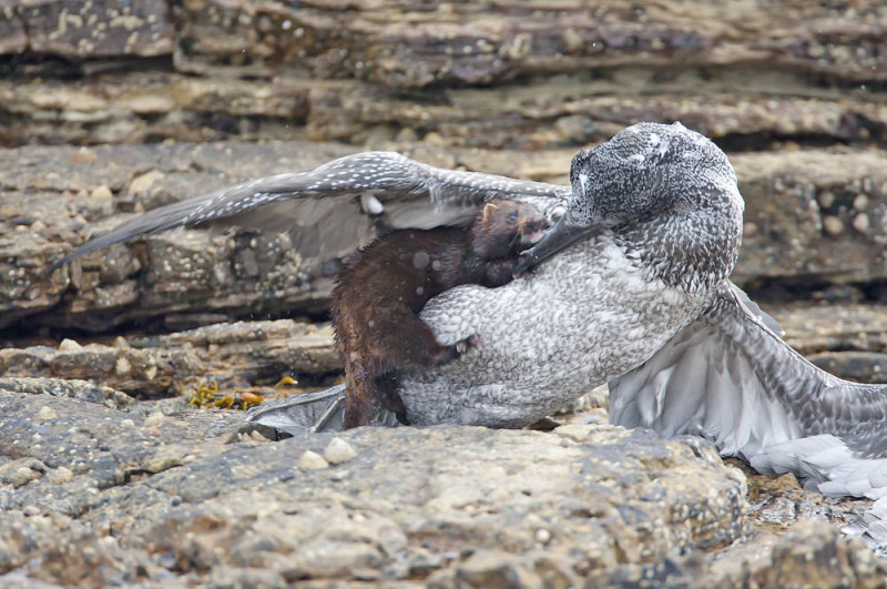 Mink attacking a juvenile Gannet