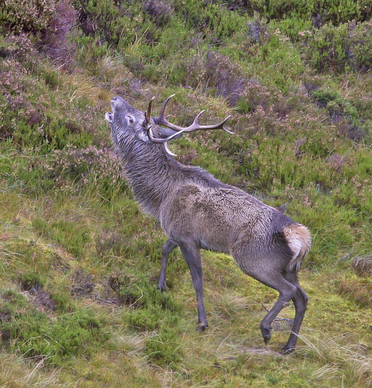 Red Deer stag