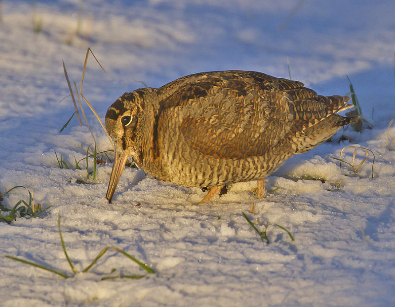 Woodcock