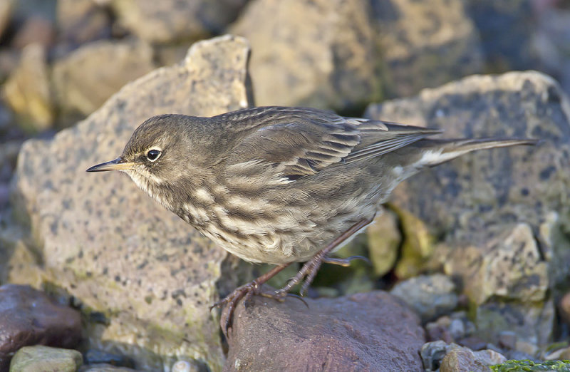 Rock Pipit