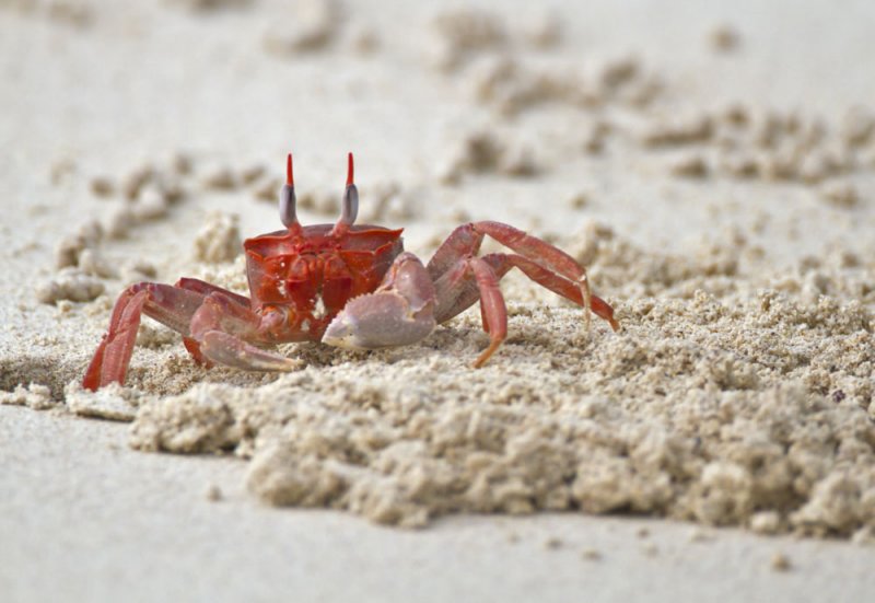 Ghost Crab