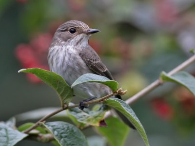 Spotted Flycatcher