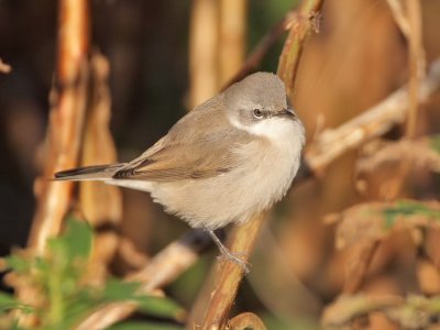 Lesser Whitethroat