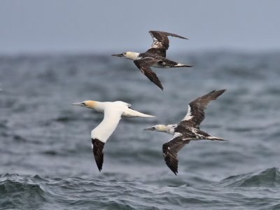 Gannets