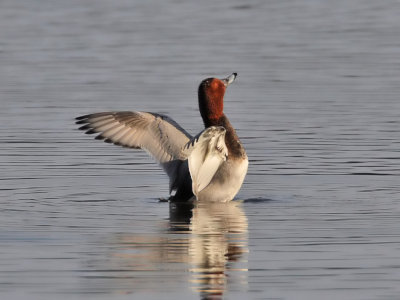 Pochard drake