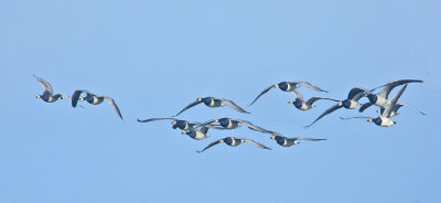 Barnacle Geese migrating North Ronaldsay