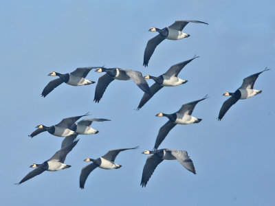 Barnacle Geese migrating North Ronaldsay