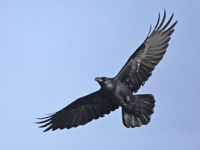 Raven North Ronaldsay