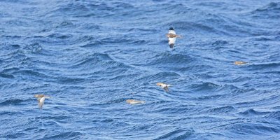 Snow Buntings migrating North Ronaldsay