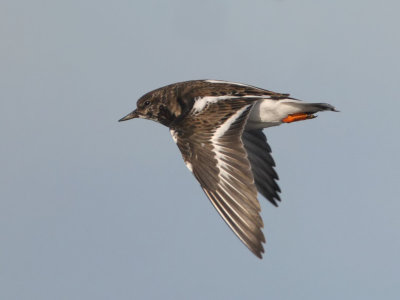 Turnstone