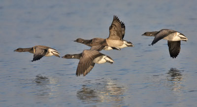 Pale-bellied Brent