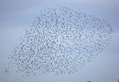 Starlings going to roost