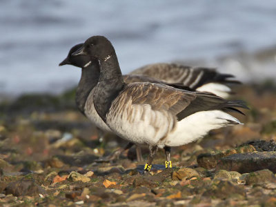 Pale-bellied Brent (see below for history)
