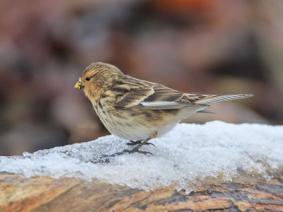 Twite