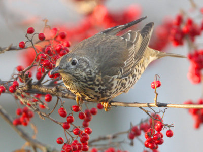 Mistle Thrush