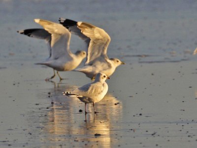 Mediterranean Gull (2nd w) front bird (Common Gulls flying)