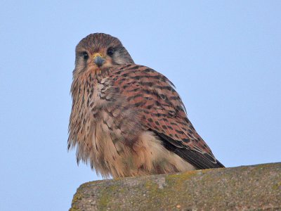 Kestrel
