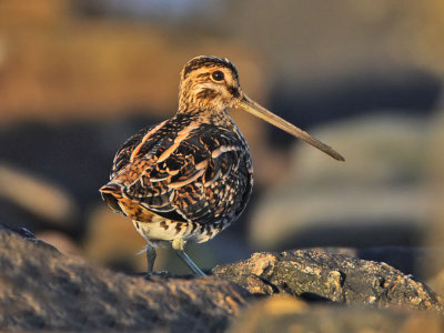 Snipe