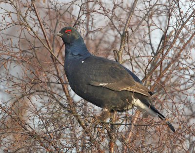 Black Grouse