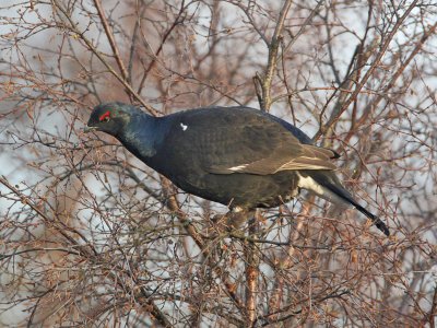 Black Grouse