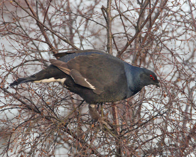 Black Grouse