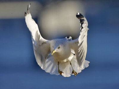 Ring-billed Gull