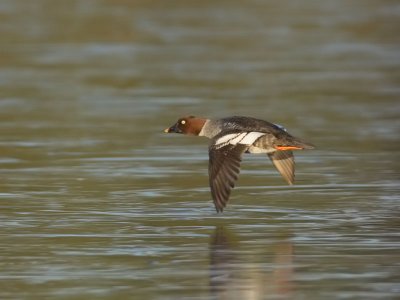 Goldeneye (duck)