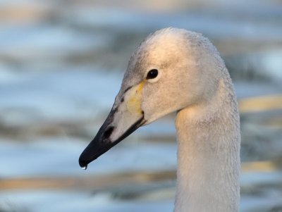 Whooper Swan (1st winter)