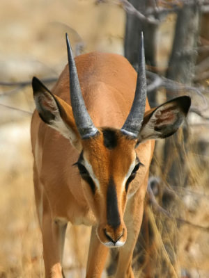Black-faced Impala buck Etosha NP