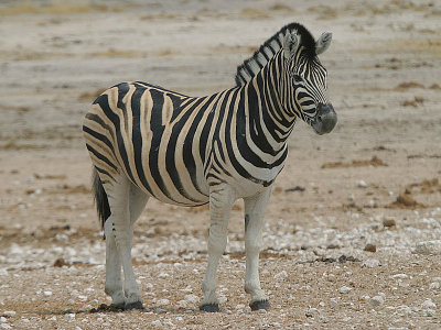Zebra Etosha NP