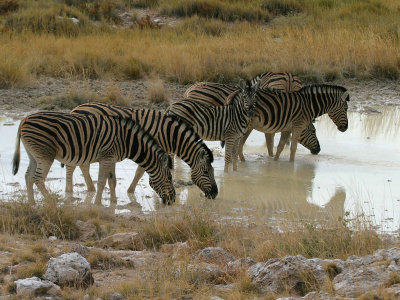 Zebra herd Etosha NP