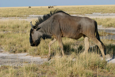 Wildebeest Etosha NP