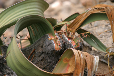 Welwitchia plant Namibia