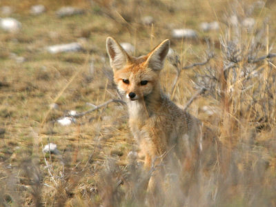 Cape Fox Namibia