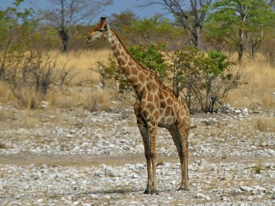 Giraffe Etosha NP